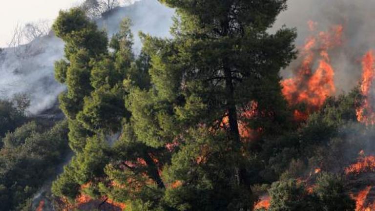 Εύβοια: Πυρκαγιά σε εξέλιξη σε δασική έκταση-Ισχυροί άνεμοι στην περιοχή