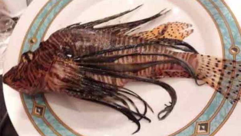 Προσοχή  στο ψάρι της φωτογραφίας