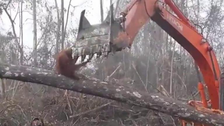 Συμβολικό και σκληρό βίντεο: Ουρακοτάγκος επιτίθεται σε μπουλντόζα που καταστρέφει το δάσος