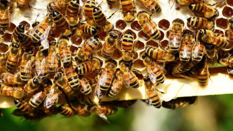 Τραγωδία άνευ προηγουμένου στην Εύβοια: Πέθανε από τσιμπήματα μελισσών