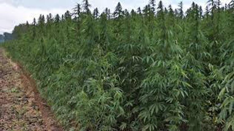 Πάτρα: Επιχείρηση για τον εντοπισμό μεγάλων φυτειών κάνναβης