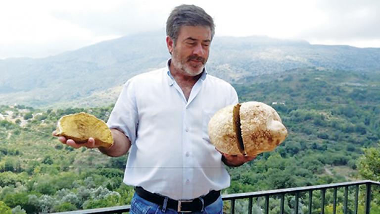 Σπάνιο μανιτάρι, βάρους τεσσάρων κιλών, βρέθηκε σε βουνοκορφή του Ρεθύμνου