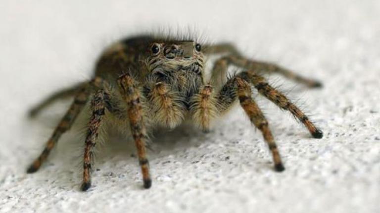Συναγερμό στις υγειονομικές Αρχές της Ηλείας έχει προκαλέσει η επέλαση της αράχνης που θυμίζει «μαύρη χήρα»