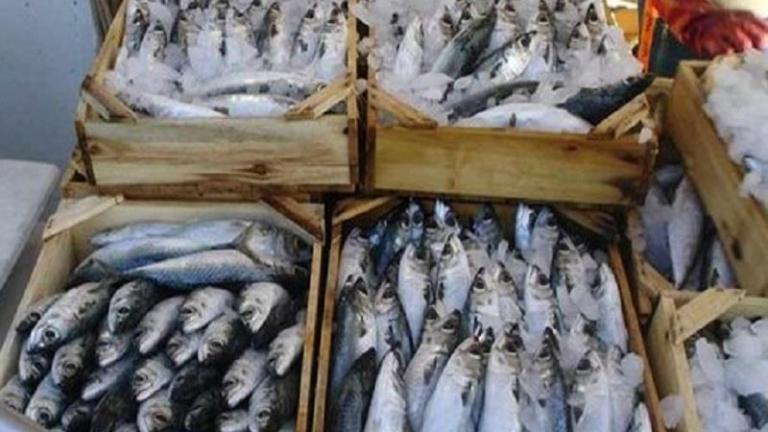 Δεσμεύτηκαν 680 κιλά ψάρια σε επιχείρηση του Πειραιά