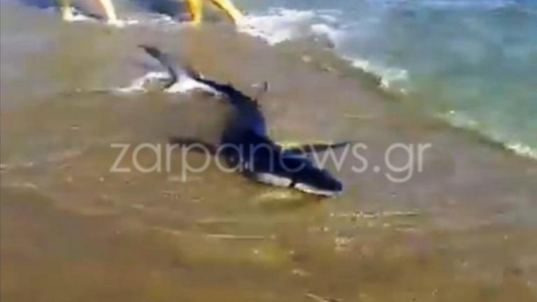 Αναστάτωση στα Χανιά: Καρχαρίας σε παραλία! (ΒΙΝΤΕΟ)