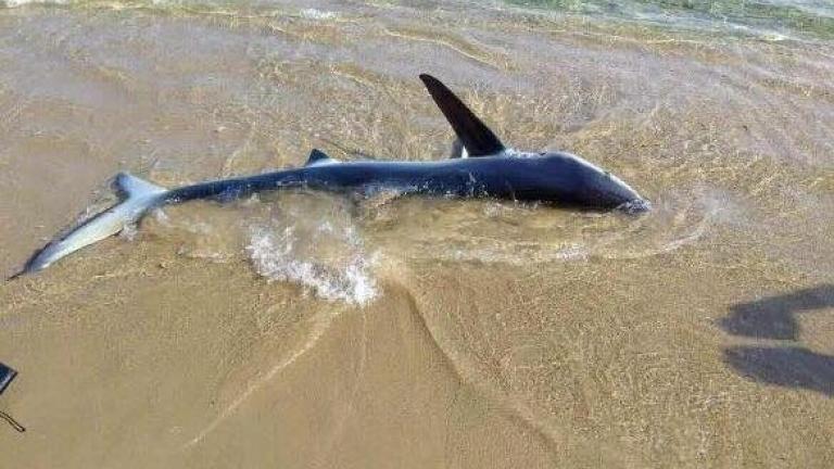Μικρός καρχαρίας σε παραλία των Χανίων προβληματίζει και ανησυχεί