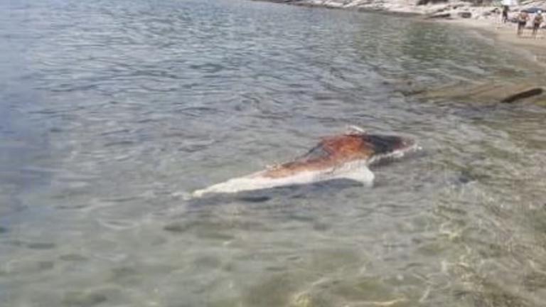 Νεκρό δελφίνι ξεβράστηκε στην Καβάλα