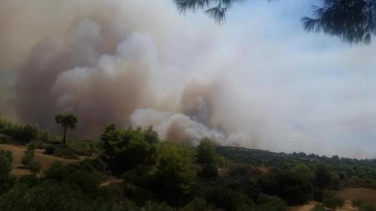 Πυρκαγιά στην περιοχή Δαφνιώτισσα Αμαλιάδας 