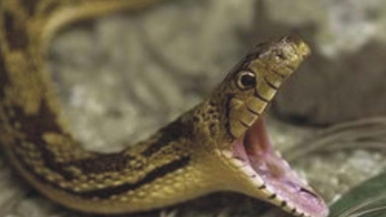 Έλλειψη αντιοφικού ορού (για δήγματα από οχιές) καταγγέλλει η ΠΟΕΔΗΝ 