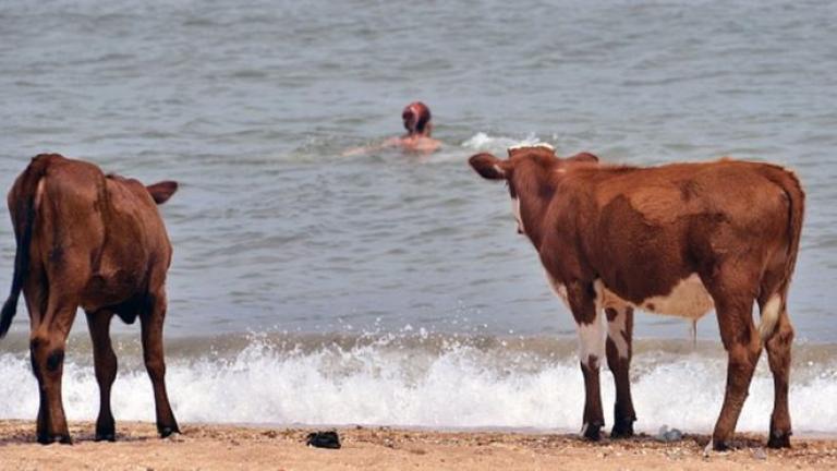 Σουηδία: Επιτρέπεται η πρόσβαση σε αγελάδες στις παραλίες γυμνιστών τις ημέρες του καύσωνα 