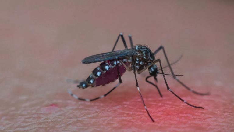 Αλλοι δύο νεκροί από τον ιο του Δυτικού Νείλου - Ποιες είναι οι επικίνδυνες περιοχές