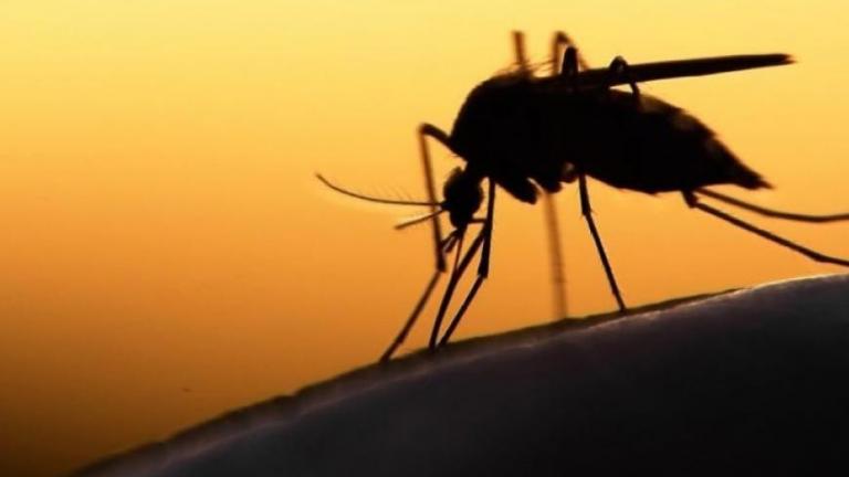 Ο ιός του Δυτικού Νείλου και η μετάδοσή του από τα κουνούπια στον άνθρωπο