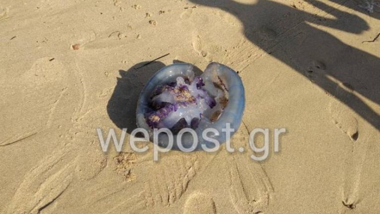 Μέδουσα γίγας εμφανίστηκε στην παραλία του Ποταμού Επανομής στην Θεσσαλονίκη, τρομοκρατώντας τους λουόμενους