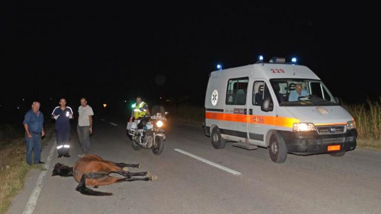 Κατερίνη: Νεκρό άλογο ύστερα από σύγκρουση με Ι.Χ. αυτοκίνητο 