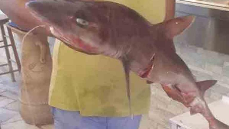 ​​Έναν καρχαρία, 1,5 μέτρο και βάρους περίπου 30 κιλών έπιασε κοντά στη Γαύδο, επαγγελματίας ψαράς