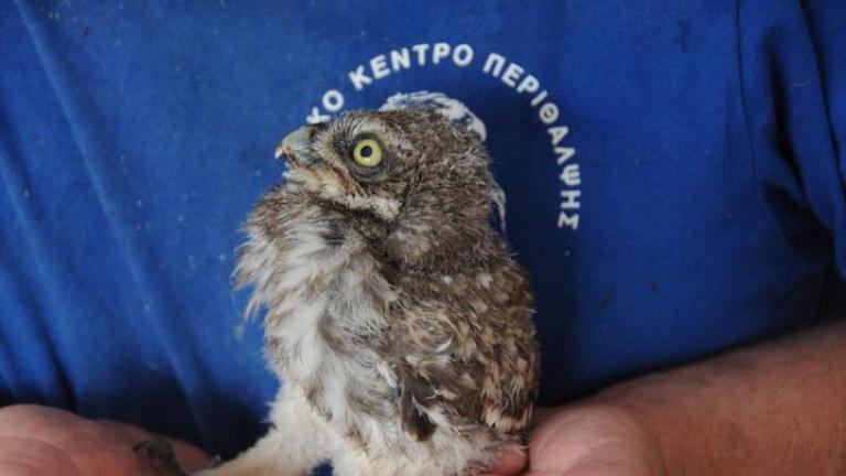 Αναστέλλεται η λειτουργία του Ελληνικού Κέντρου Περίθαλψης Άγριων Ζώων στην Αίγινα