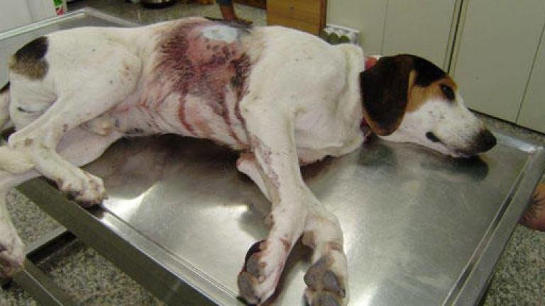 Κτηνωδία στη Θεσπρωτία: Πυροβολούσαν διαρκώς αδέσποτο σκύλο