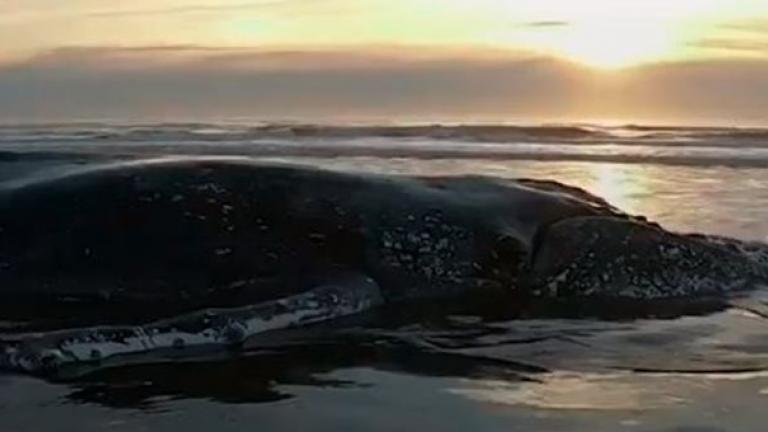 Γιγαντιαία επιχείρηση απεγκλωβισμού φάλαινας στο Μπουένος Άιρες 