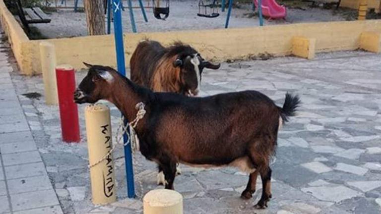 Απίστευτο: Η αστυνομία συνέλαβε μια κατσίκα και έναν τράγο στο Ηράκλειο