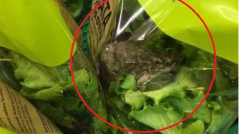 Το γύρο του διαδικτύου κάνει η φωτογραφία που δείχνει έναν ζωντανό βάτραχο μέσα σε συσκευασμένη σαλάτα