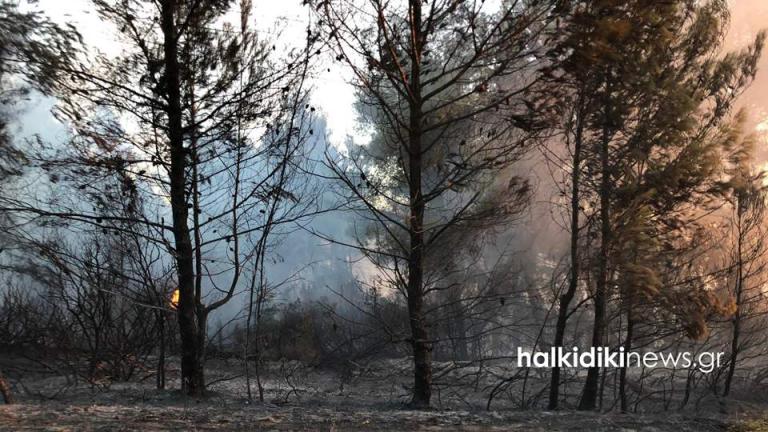 Ανεξέλεγκτη μαίνεται η πυρκαγιά στη Σιθωνία με «σύμμαχο» τους ισχυρούς ανέμους - Εκκενώνεται ο Κάμπος