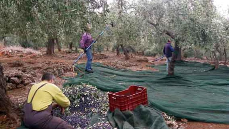 Ηλεία: Ανησυχία για εμφράγματα την ώρα που μάζευαν ελιές