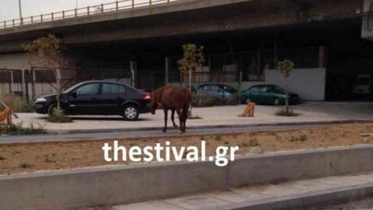 Θεσσαλονίκη: Άλογο ...βγήκε βόλτα στο κέντρο της πόλης 