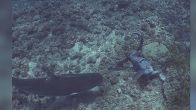 Βίντεο - σοκ: Καρχαρίας... δαγκώνει το κεφάλι δύτη
