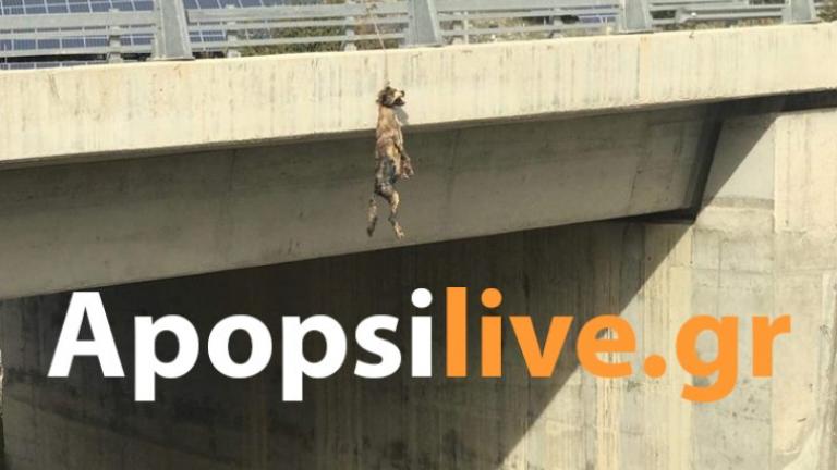 Νέα κτηνωδία με θύμα ένα σκύλο,αποκαλύφθηκε σε γέφυρα στον καινούριο δρόμο Μεσαρά – Ηρακλείου (ΠΡΟΣΟΧΗ, ΣΚΛΗΡΕΣ ΕΙΚΟΝΕΣ)