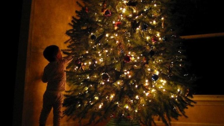 Μέχρι και 25.000 ζωύφια έχει κάθε χριστουγεννιάτικο δέντρο που βάζουμε σπίτι! Τι πρέπει να ξέρετε