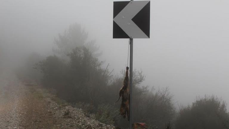 Λέσβος: Ανατριχιαστική αγριότητα: Κρέμασαν αλεπού σε πινακίδα!
