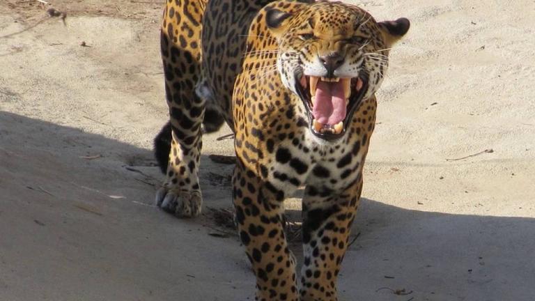 Τρόμος στο Αττικό Ζωολογικό Πάρκο: Σκότωσαν δύο τζάγκουαρ που δραπέτευσαν την ώρα επίσκεψης του κοινού