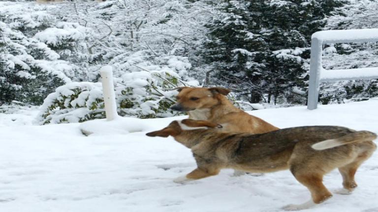 Τροφή και λίγη ανθρωπιά για τα αδέσποτα στον παγετό