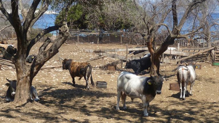 Συναγερμός στη Μυτιλήνη με κρούσμα καταρροϊκού πυρετού σε κτηνοτροφική μονάδα με βοοειδή