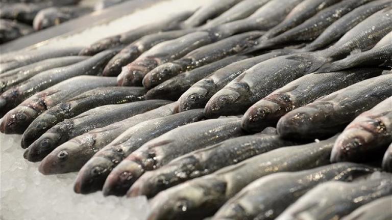 Κατασχέθηκαν αλιεύματα 120 κιλών στον Πειραιά 