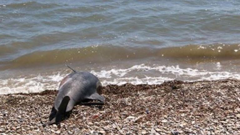 Δελφίνι εντοπίστηκε νεκρό σε παραλία της Ναυπάκτου