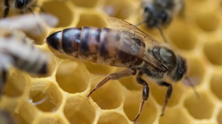 Οι μέλισσες δεν φτιάχνουν μόνο μέλι,  ξέρουν να κάνουν πρόσθεση και αφαίρεση, ισχυρίζονται επιστήμονες