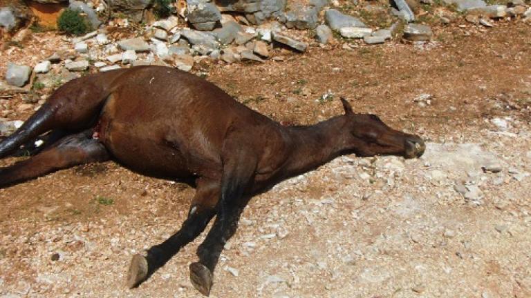 Συνεχίζονται δυστυχώς τα κρούσματα θανάτωσης αλόγων με κυνηγετικό όπλο και μάλιστα στην ίδια περιοχή