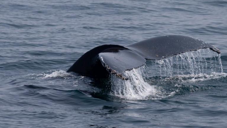 Ιαπωνία: 87 τραυματίες από σύγκρουση ενός φέρι με μια φάλαινα