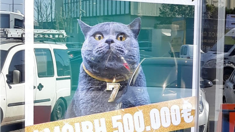 Μία αφίσα που προσφέρει αμοιβή 500.000 ευρώ σε όποιον καταφέρει να «πιάσει» μια τυχερή γάτα ήταν η αφορμή για να ξεκινήσει ένα μεγάλο κυνήγι σε όλη τη χώρα
