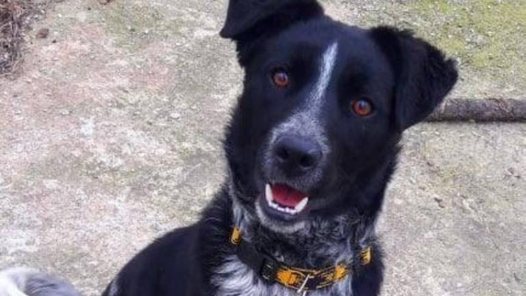 Ευρωπαίοι υιοθετούν αδέσποτα ζώα από την Ελλάδα