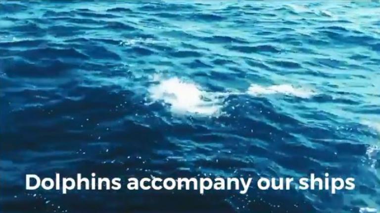 Τι απαντούν οι Τούρκοι για τα νεκρά δελφίνια στο Αιγαίο (ΒΙΝΤΕΟ)