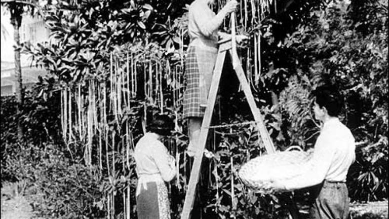 Πρωταπριλιά: Κι όμως το πίστεψαν ότι υπάρχουν μακαρονόδεντρα (ΒΙΝΤΕΟ)