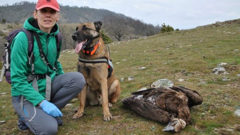 Θάνατος σπάνιων αρπακτικών πουλιών στη Θράκη, από δηλητηριασμένα δολώματα