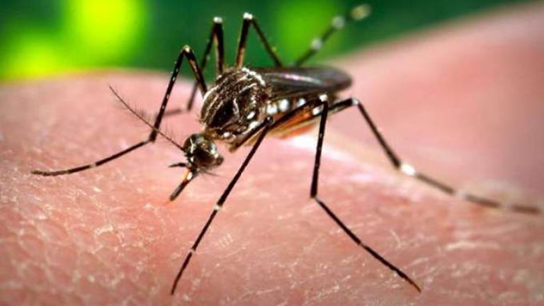 ΕΟΔΥ: Προσοχή στα κουνούπια και τα πιθανά κρούσματα του ιού του Δυτικού Νείλου