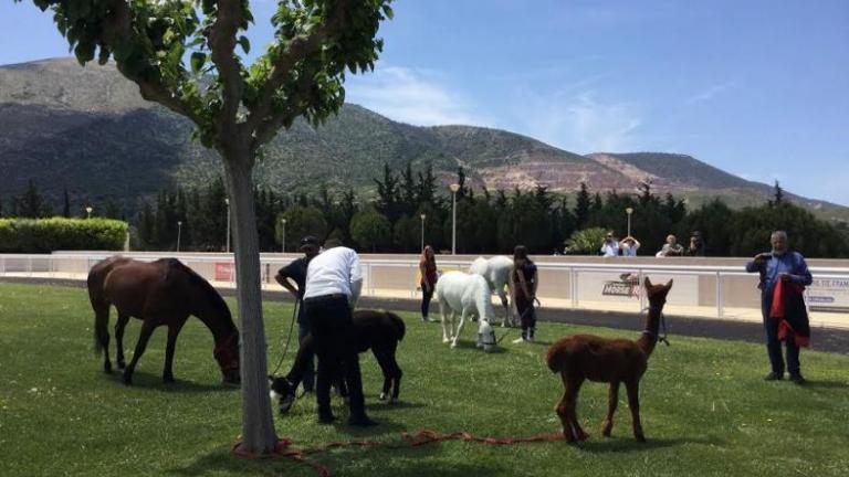 Ξεχωριστή Κυριακή στο Markopoulo Park με μεγάλα κέρδη