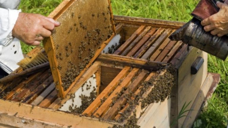 Μάνη: Τραγικό τέλος για 75χρονο από μέλισσες