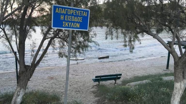 Επιτρέπεται να πάρω τον σκύλο στην παραλία για μπάνιο;