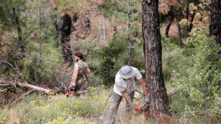 Άγνωστοι κλέβουν τα ξύλα στο Σέιχ Σου 