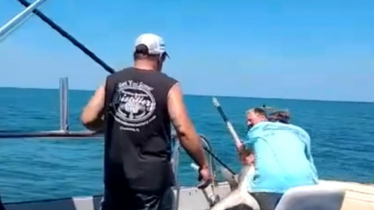 Καρχαρίας τραυματίζει ψαρά έξω από το νερό (ΒΙΝΤΕΟ)